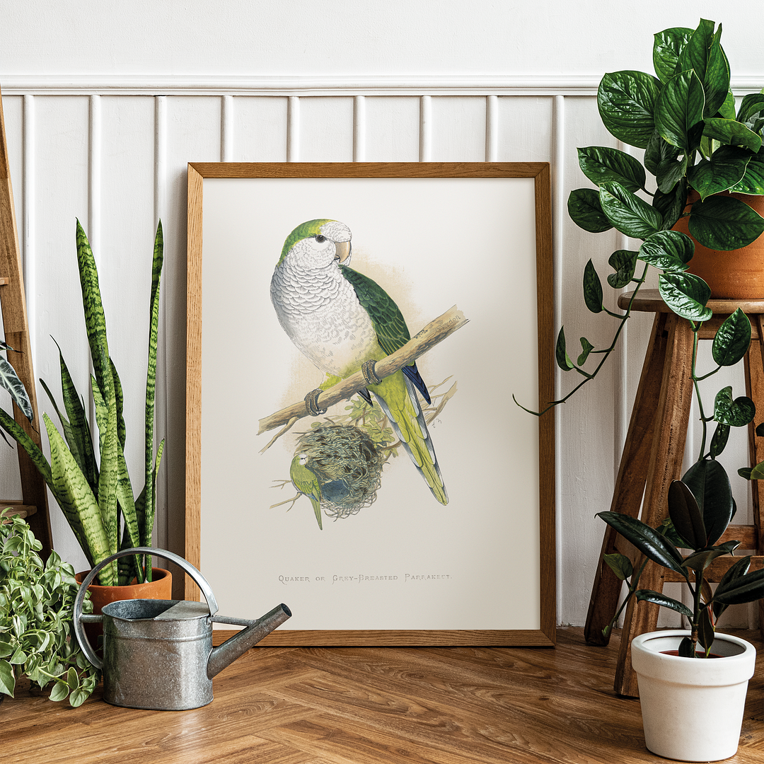 Quaker or Grey-breasted Parrakeet  - Art Print