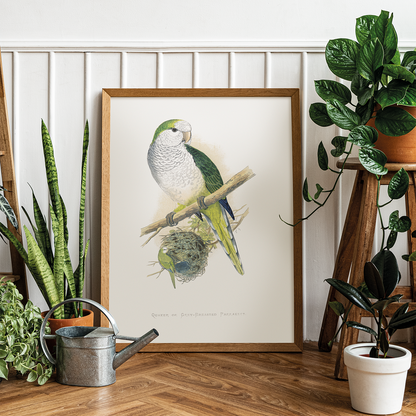 Quaker or Grey-breasted Parrakeet  - Art Print