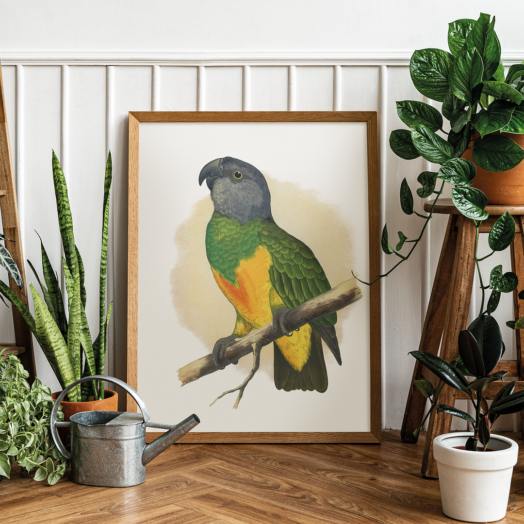 Senegal Parrot - Art Print