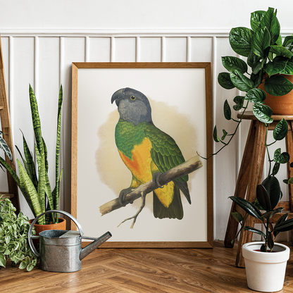 Senegal Parrot - Art Print