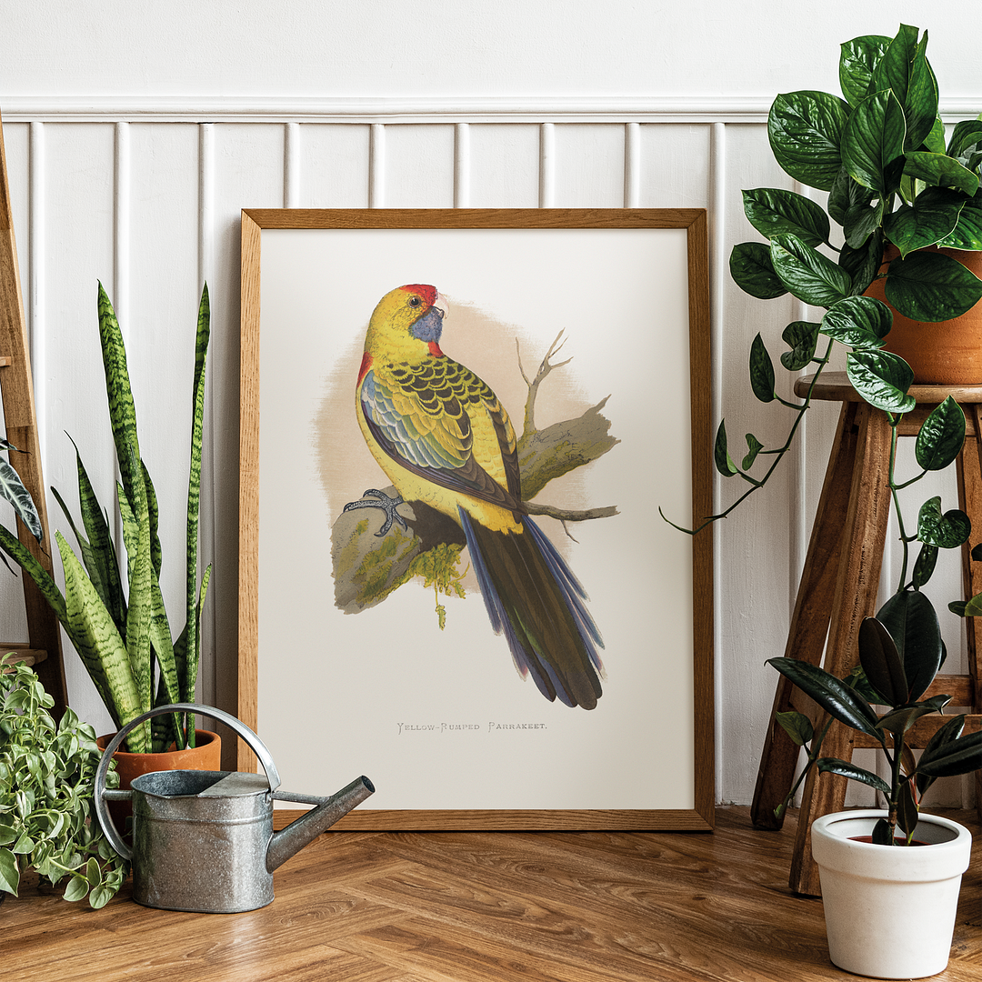 Yellow-Rumped Parrakeet  - Art Print
