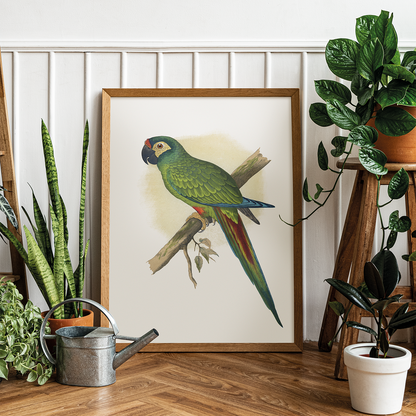 llliger's Macaw - Art Print