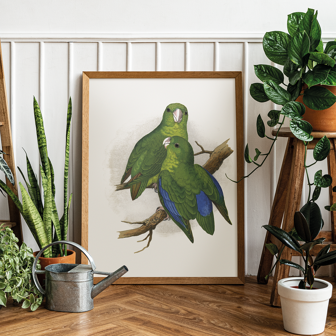 Passerine or Blue-winged Parrakeet  - Art Print