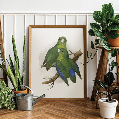 Passerine or Blue-winged Parrakeet  - Art Print