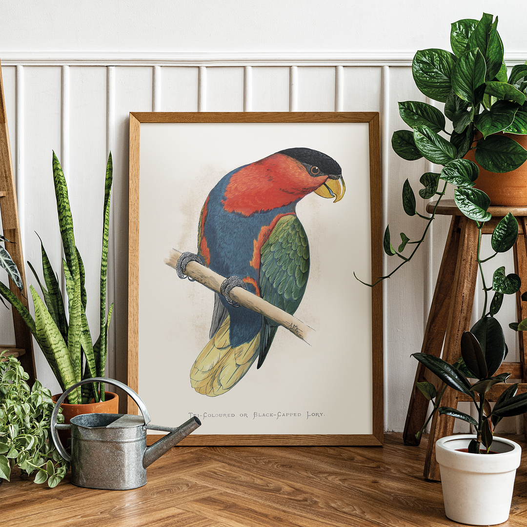 Tri-Coloured or Black-Capped Lory  - Art Print