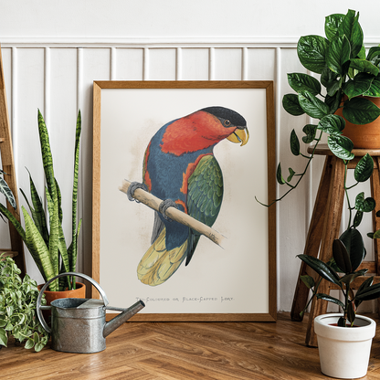 Tri-Coloured or Black-Capped Lory  - Art Print
