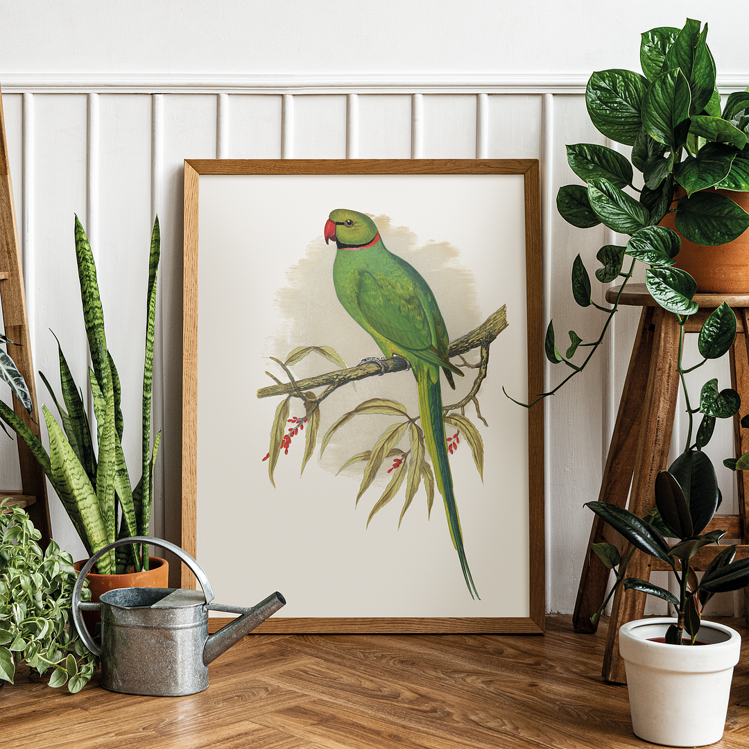 Ring-Necked or Bengal Parakeet  - Art Print