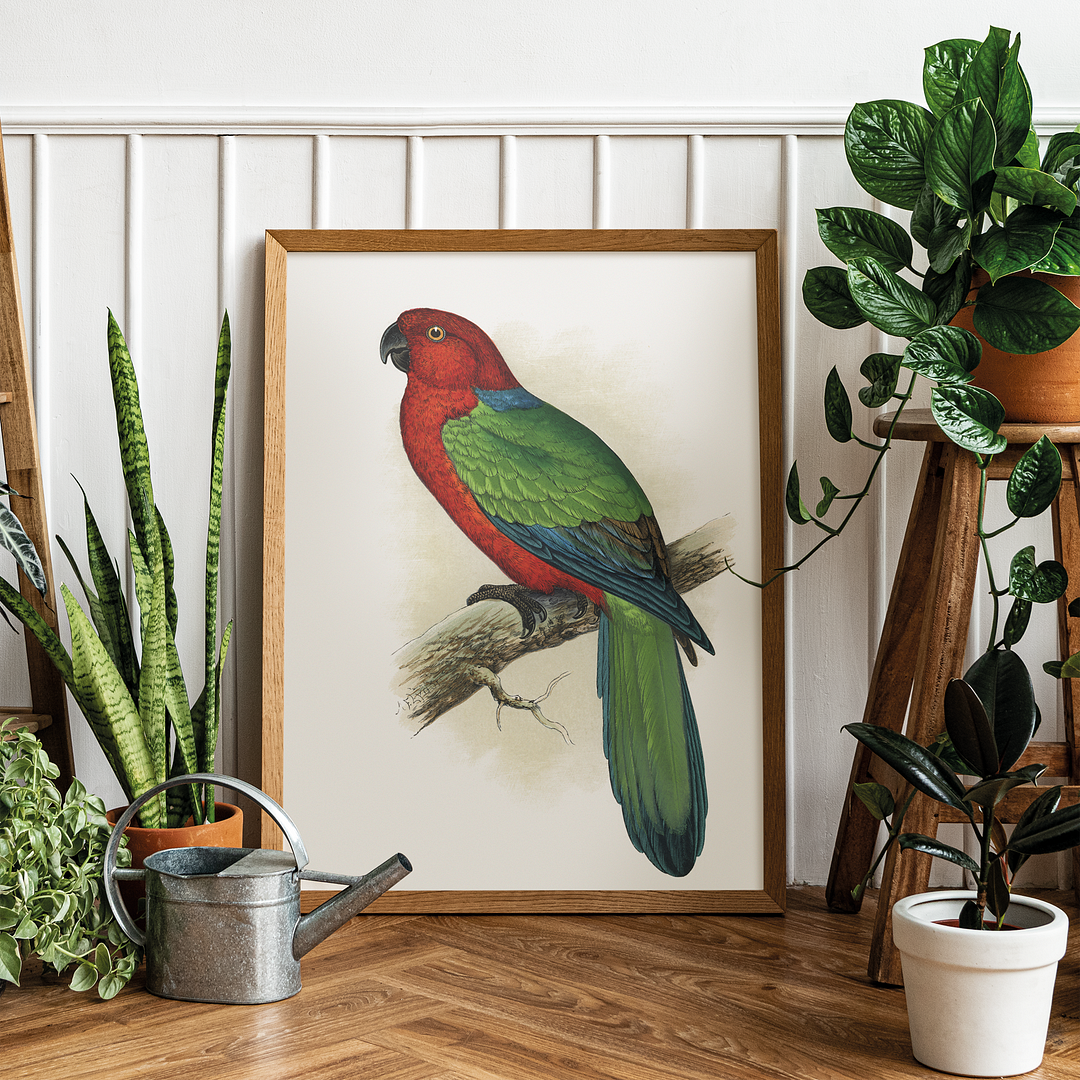 Red Shining Parrakeet - Art Print