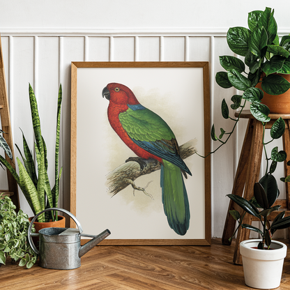 Red Shining Parrakeet - Art Print