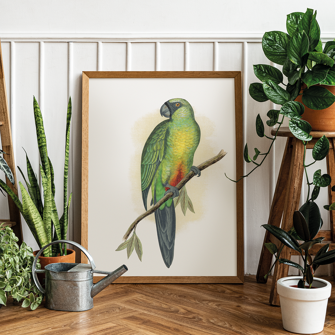 Masked Parrakeet - Art Print