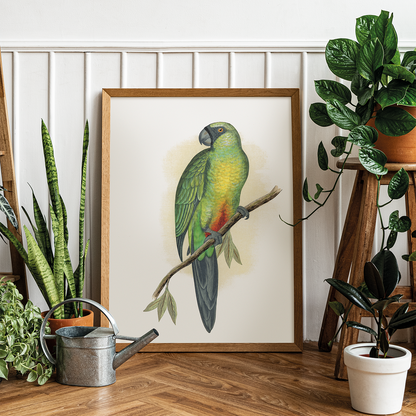 Masked Parrakeet - Art Print
