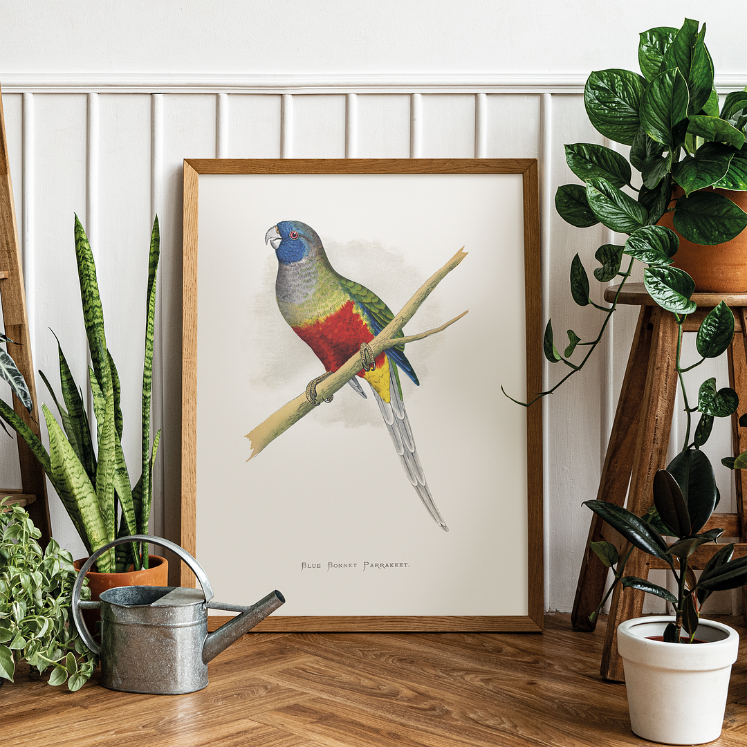 Blue Bonnet Parrakeet - Art Print