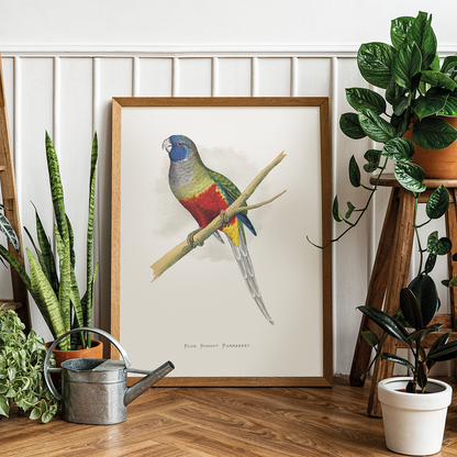 Blue Bonnet Parrakeet - Art Print