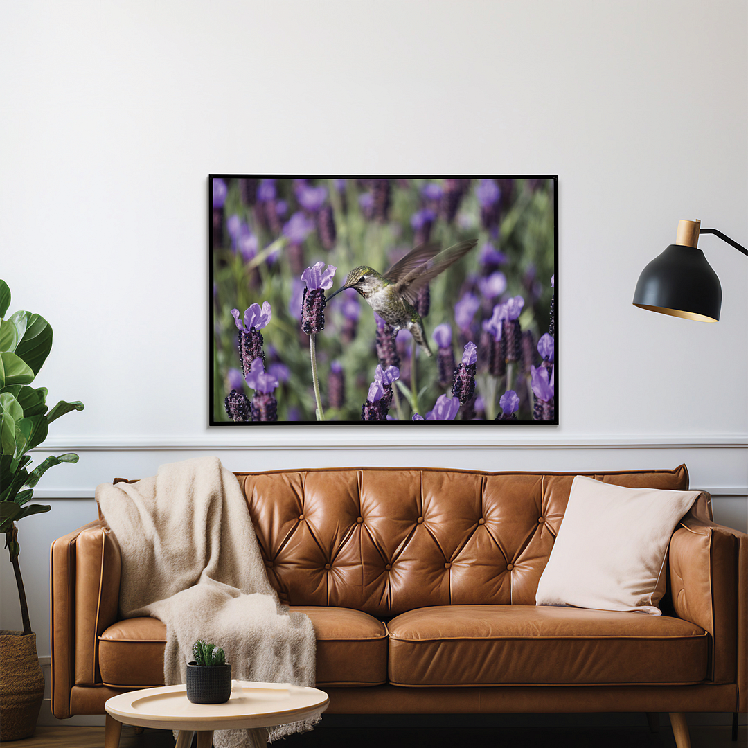 hummingbird feeding on lavender flowers - Art Print