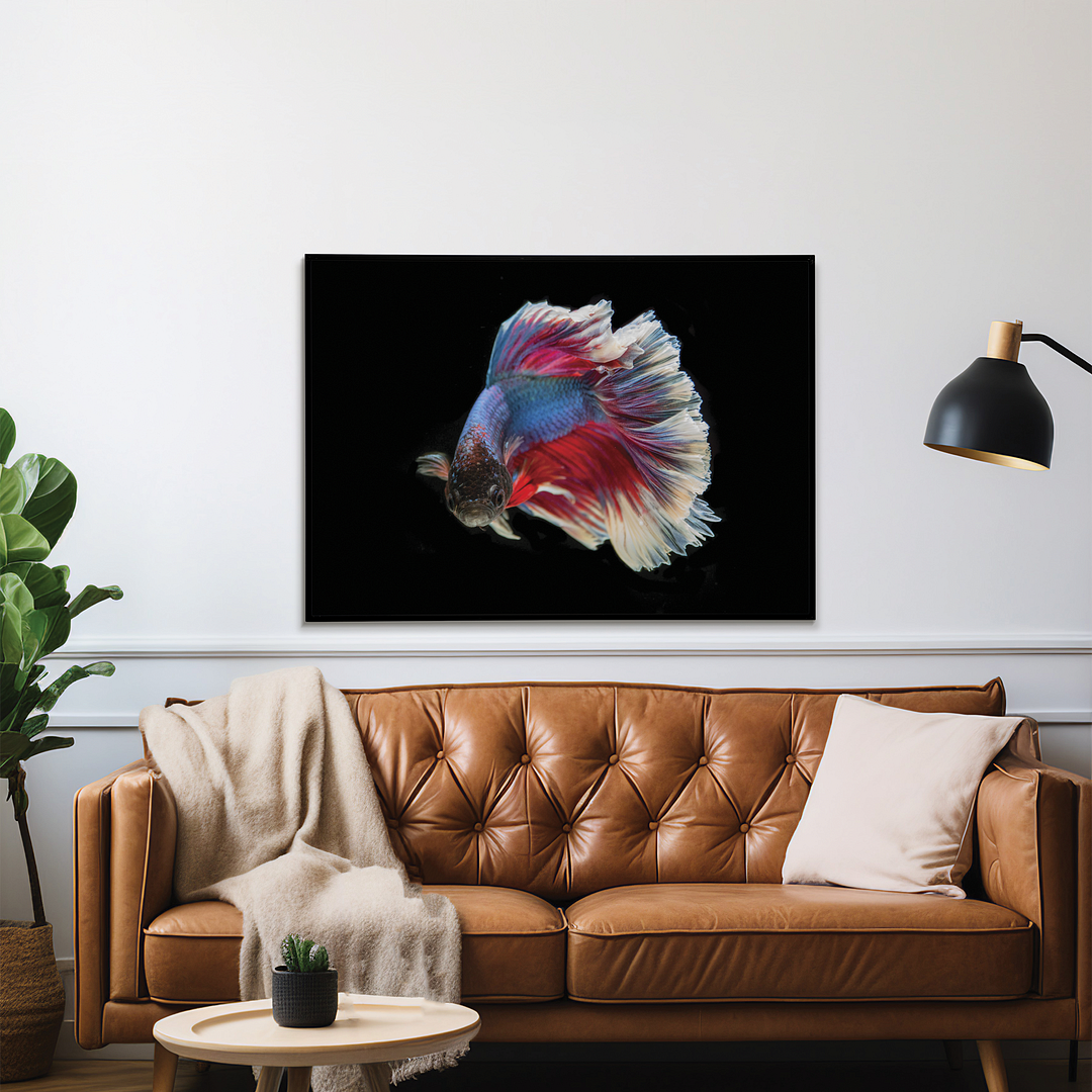 betta fish - Art Print
