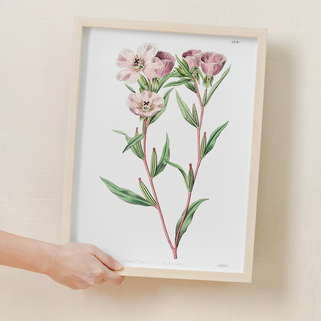 Pale Corona Amaryllis - Art Print