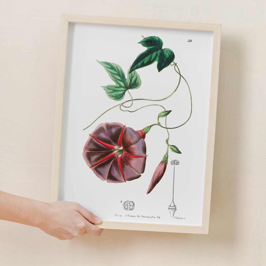The male jalap - Art Print