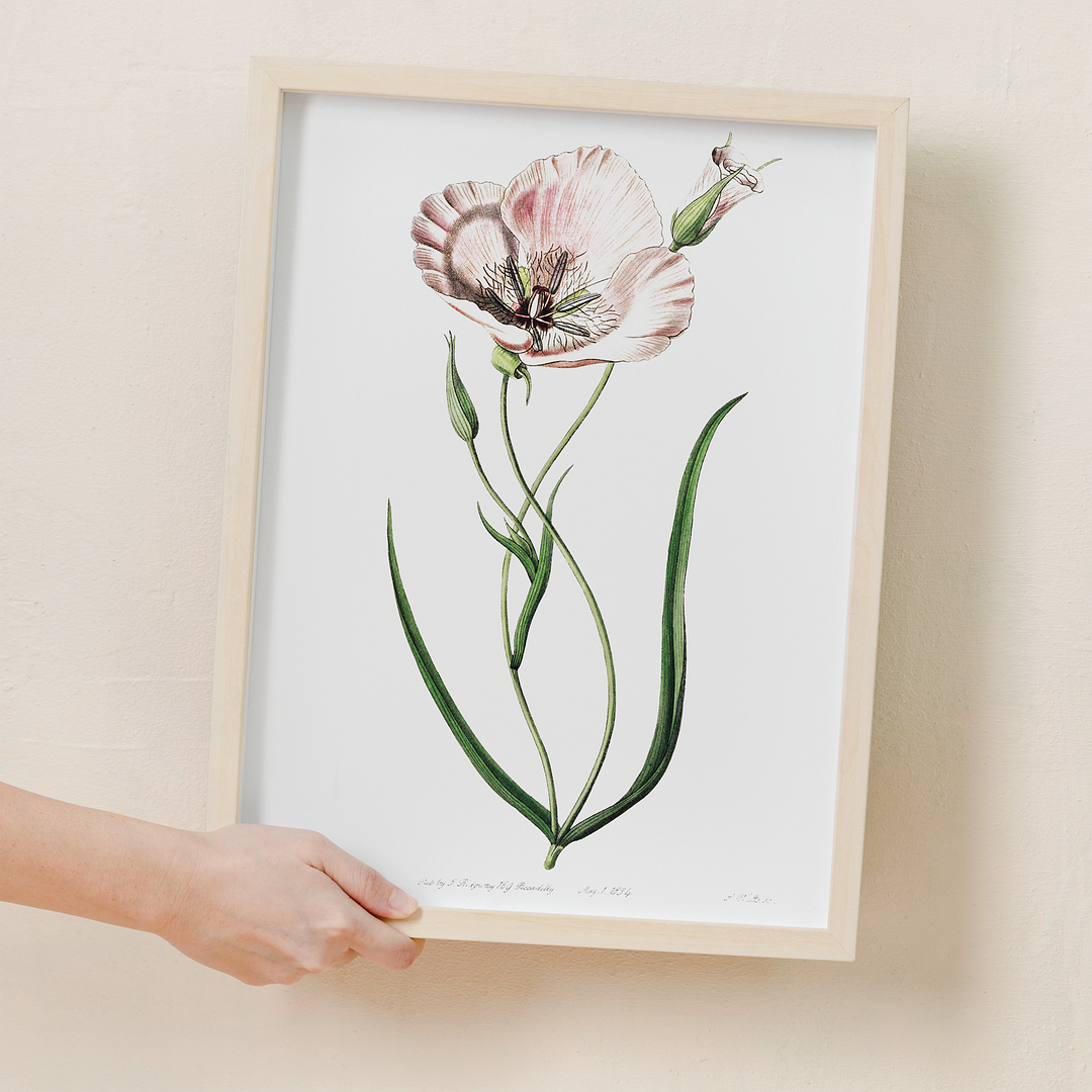 atiny calochortus - Art Print