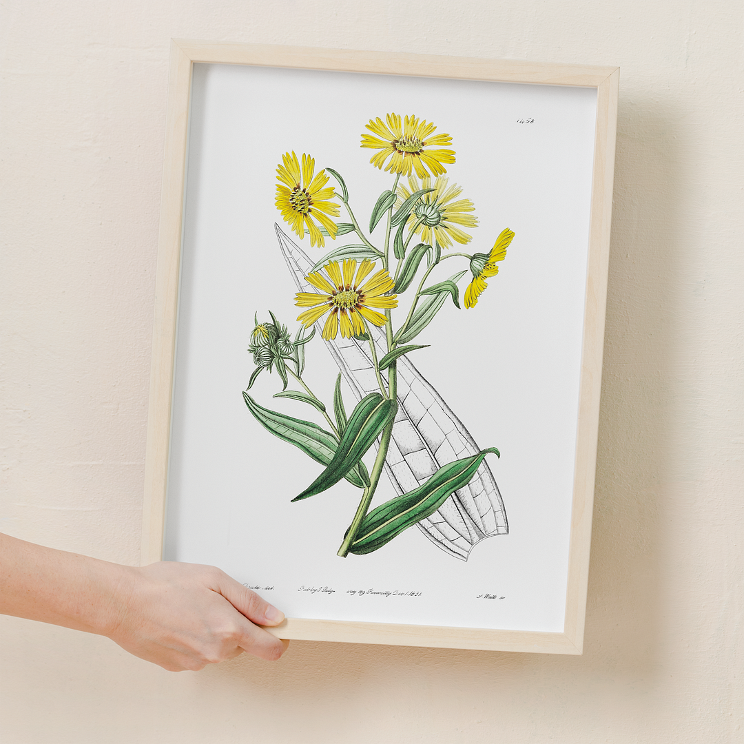 Elegant madia - Art Print