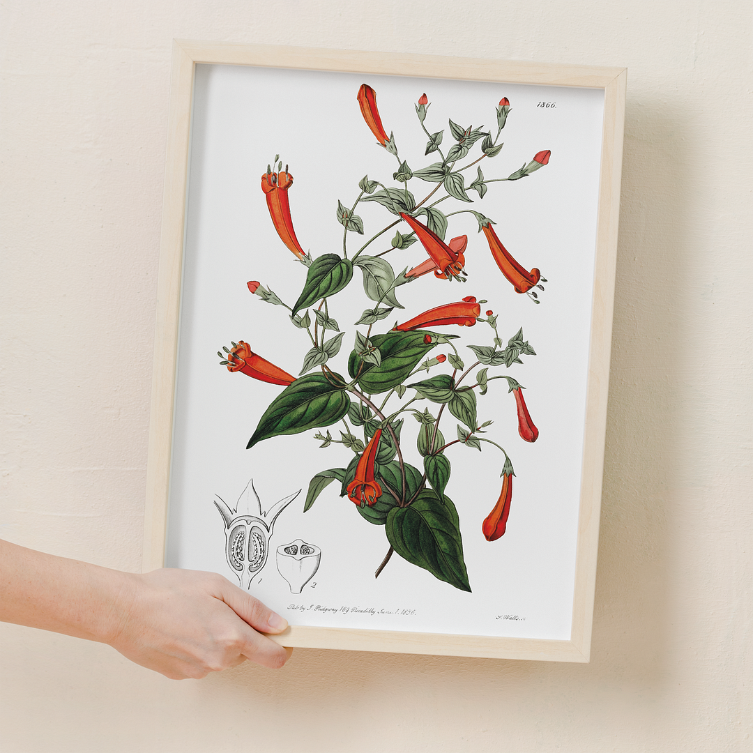 Heart-leaved manettia - Art Print
