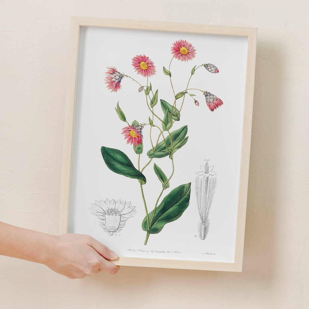Captain Mangle's rhodanthe - Art Print
