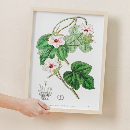 Mr.Aiton's ipomoea - Art Print