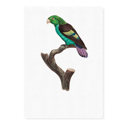 Black-winged Parakeet - Art Print