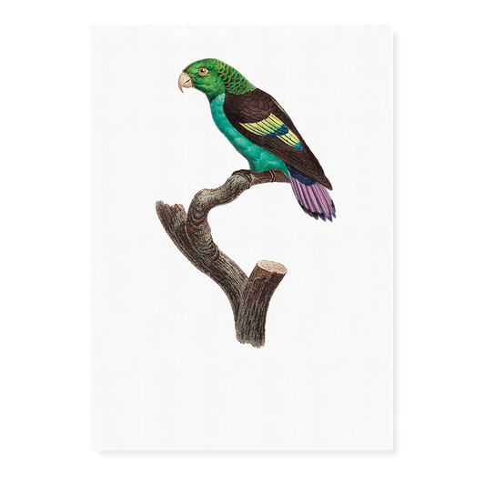 Black-winged Parakeet - Art Print