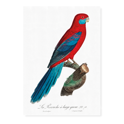 Crimson Rosella  - Art Print