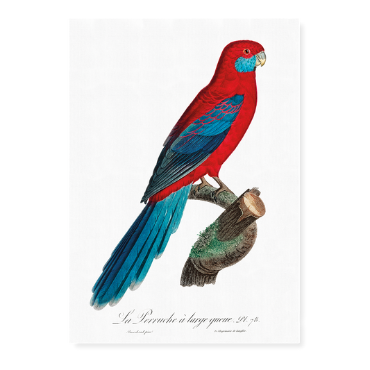 Crimson Rosella  - Art Print