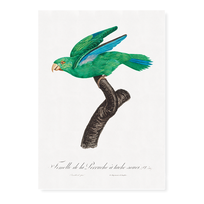 Marigold Parakeet, Female  - Art Print