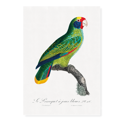 Red-and-Blue Amazon, Amazona caeruleocephala  - Art Print