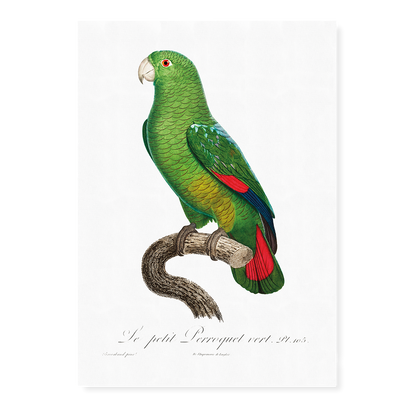The Black-Billed Amazon, Amazona agilis  - Art Print