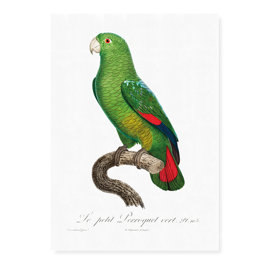 The Black-Billed Amazon, Amazona agilis  - Art Print