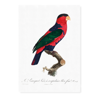 The Black-Capped Lory Lorius lory I - Art Print