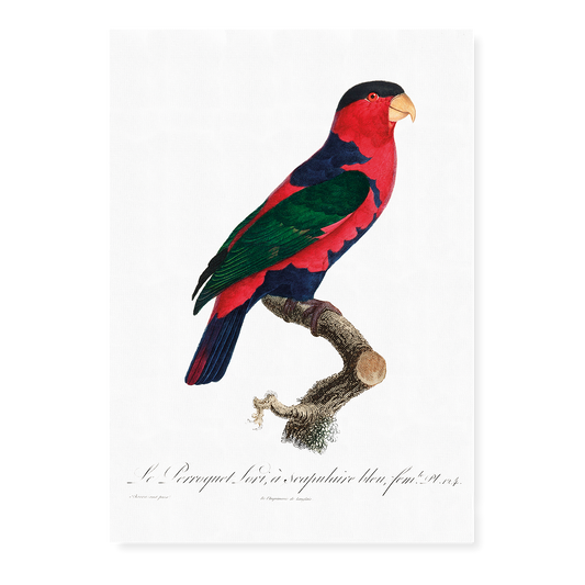 The Black-Capped Lory Lorius lory I - Art Print