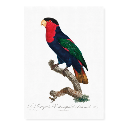 The Black-Capped Lory, Lorius lory II - Art Print