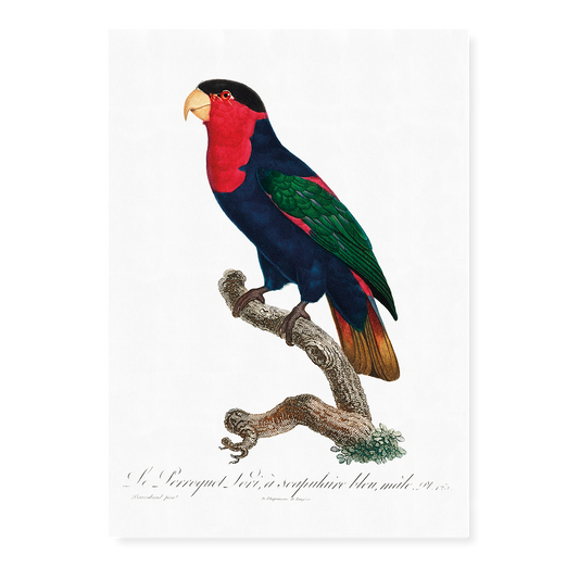 The Black-Capped Lory, Lorius lory II - Art Print