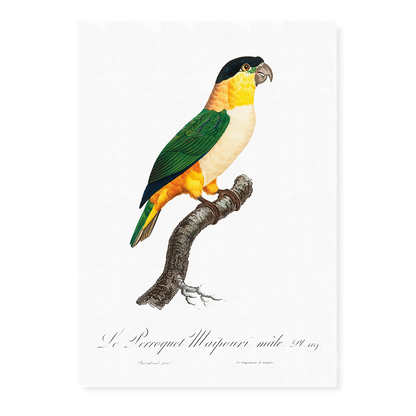 The Black-Headed Parrot  - Art Print