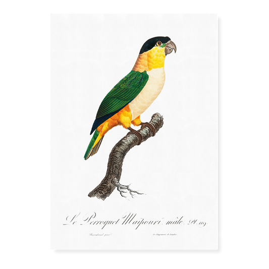 The Black-Headed Parrot  - Art Print