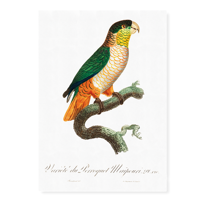 The Black-Headed Parrot, Pionites melanocephalus  - Art Print