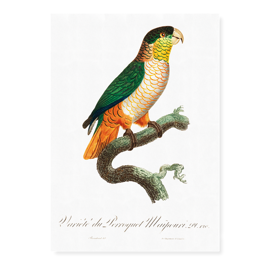 The Black-Headed Parrot, Pionites melanocephalus  - Art Print