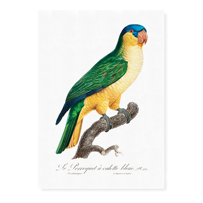 The Black-Lored Parrot, Tanygnathus gramineus  - Art Print