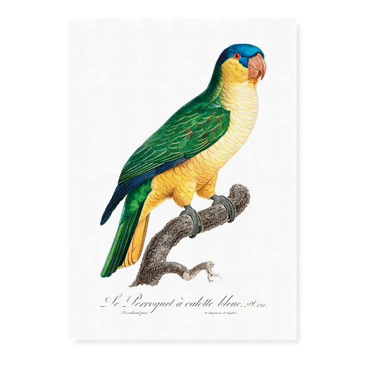 The Black-Lored Parrot, Tanygnathus gramineus  - Art Print