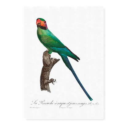 The Blossom-Headed Parakeet with Red Cheeks   - Art Print
