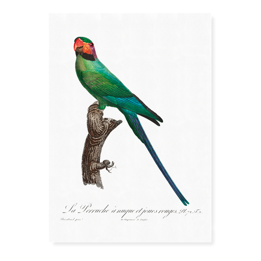 The Blossom-Headed Parakeet with Red Cheeks   - Art Print