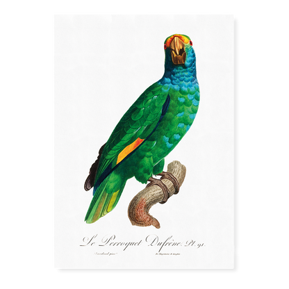 The Blue-Cheeked Amazon, Amazona dufresniana  - Art Print