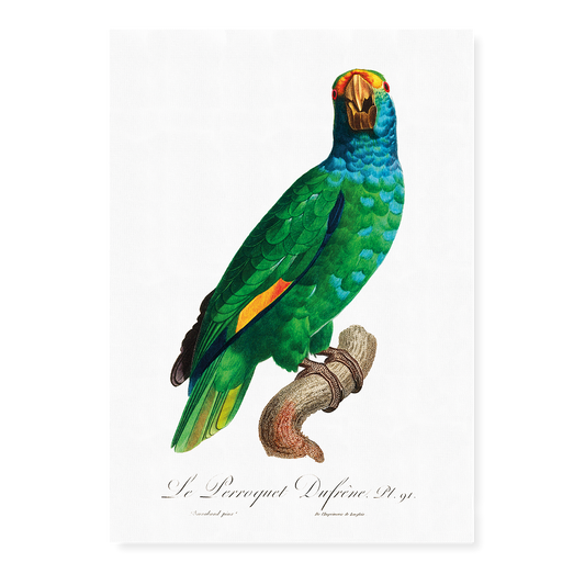 The Blue-Cheeked Amazon, Amazona dufresniana  - Art Print