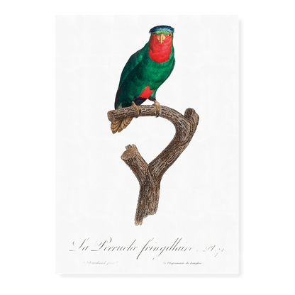 The blue-crowned lorikeet, Vini australis  - Art Print