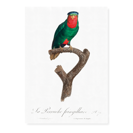 The blue-crowned lorikeet, Vini australis  - Art Print